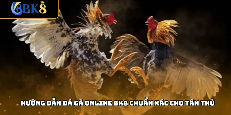 Hướng dẫn đá gà online BK8 chuẩn xác cho tân thủ