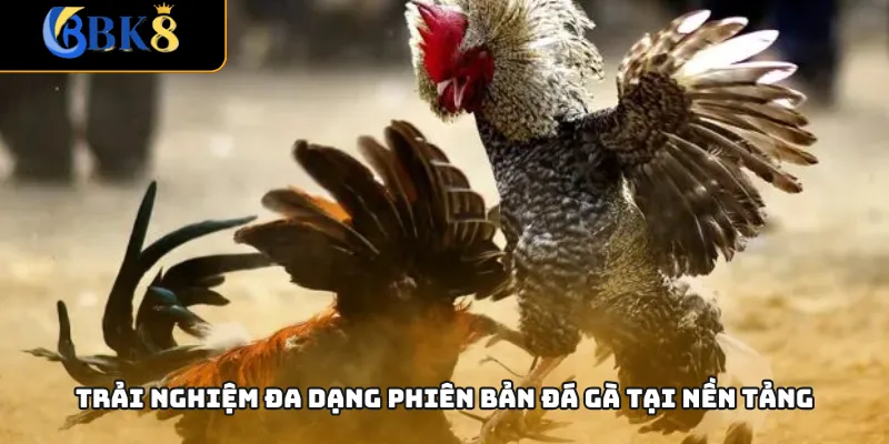Trải nghiệm đa dạng phiên bản đá gà tại nền tảng
